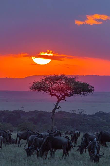 Maasai Mara National Reserve, Kenya