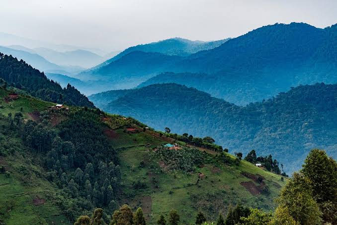 Bwindi Impenetrable National Park, Uganda